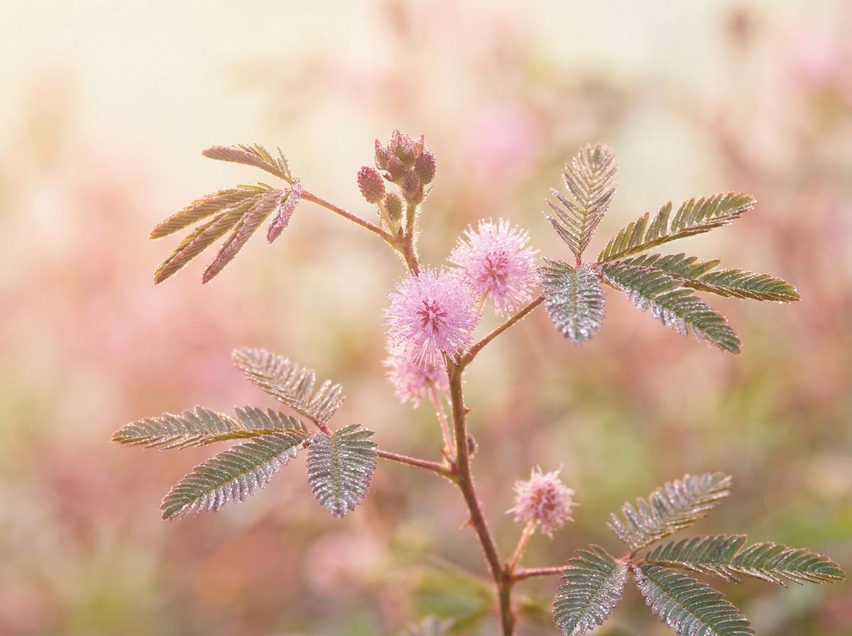 人兽含羞草触敏视频